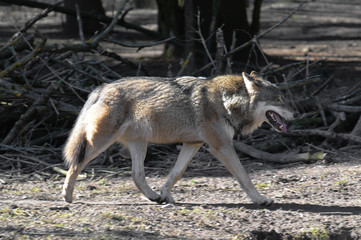 Wolf Laufstil