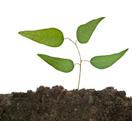 Tree shoot in soil isolated white on  background