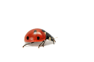 Naklejka premium ladybird