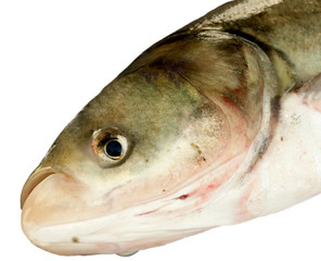 Fish Wuhan corona virus  seafood market pneumonia virus COVID 19