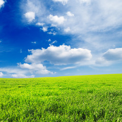Obraz premium meadow