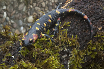 Salamandra (Salamandra salamandra)