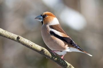 Fototapeta premium Frosone