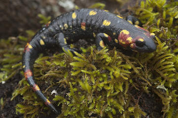 Salamandra (Salamandra salamandra)