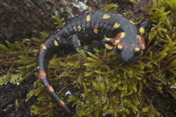 Salamandra (Salamandra salamandra)