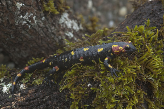 Salamandra (Salamandra salamandra)