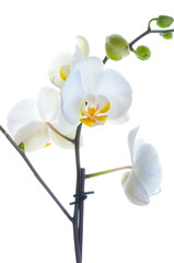 White orchid