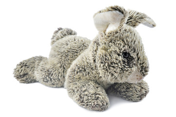 Funny grey rabbit  on white isolate background