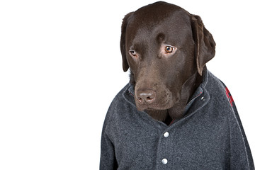 Handsome Chocolate Labrador in Grey Jumper