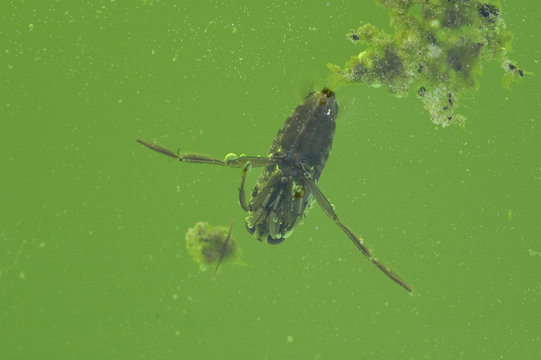 Insectos acuaticos. Fuenteheridos.