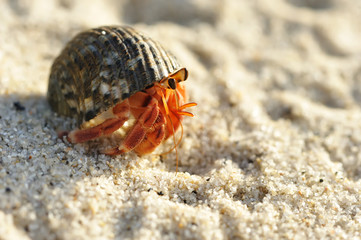 Hermit Crab on a beach