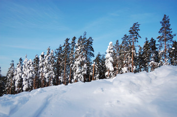 Fototapeta na wymiar Beautiful winter forest