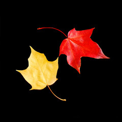 Dancing autumn leaves