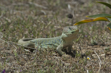 lagarto ocelado (Lacerta lepida)