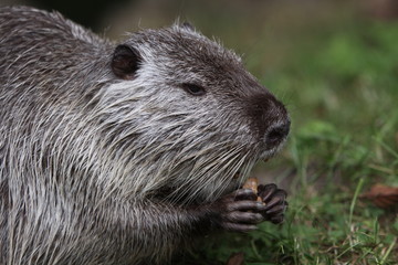 Nutria