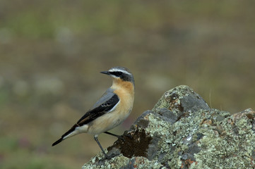 Collalba gris (Oenanthe oenanthe)