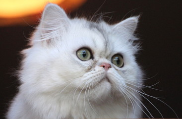 CHAT PERSAN