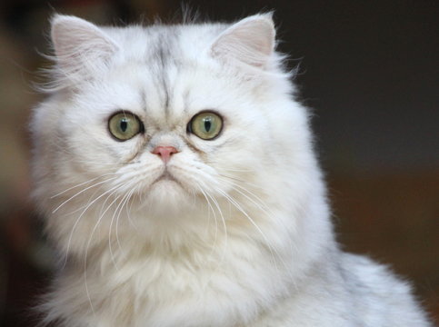 CHAT PERSAN