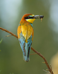 Abejaruco. Merops apiaster.