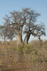 Papier Peint photo Baobab Baobabs. Botswana.