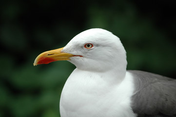 Heringsmöwe  Larus fuscus
