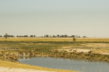 Fototapeta na wymiar Impalas bebiendo en una charca del delta del Okavango