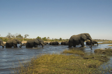 Elefantes cruzando el rio Chobe. Delta del Okavango. © Jucamuro