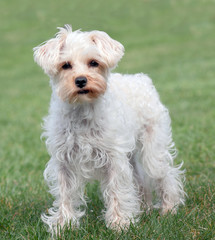 Curious white lap dog