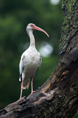White Ibis