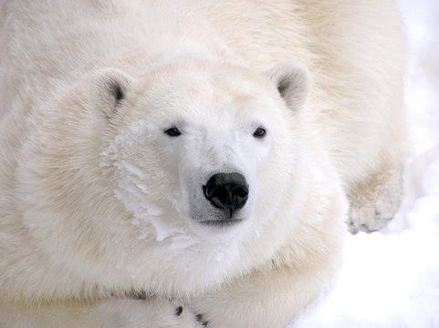 Polar bear laying down