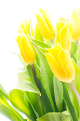 Naklejka premium Tulips