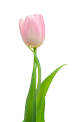 Tulip