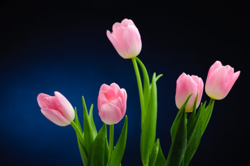 Pink tulips.