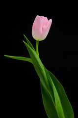 Naklejka premium Tulip