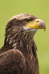 Young bald eagle