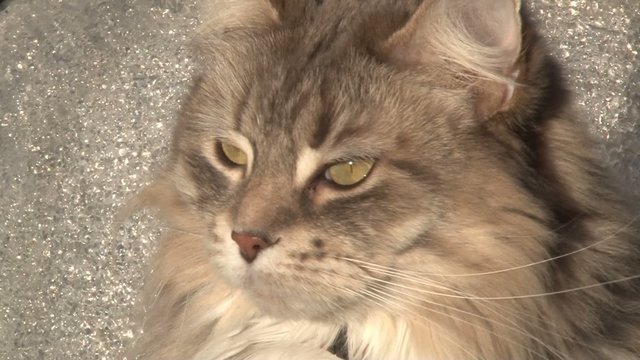 Regard d'une maine coon grise