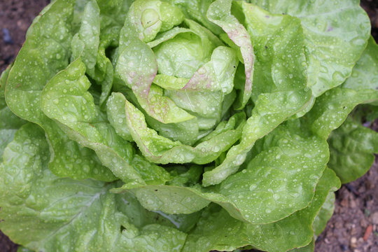 Wet lettuce