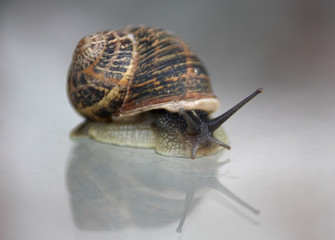 Snail