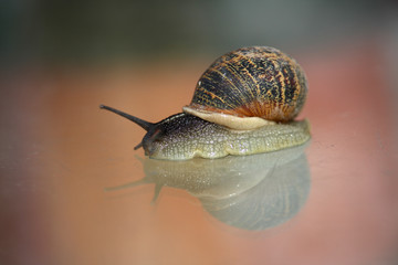 Snail