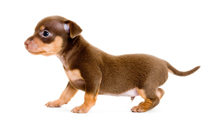 Puppy of toy-terrier in studio