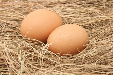 eggs