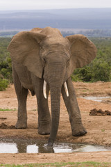 Fototapeta na wymiar Samotny słoń w otwór do picia