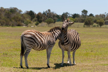 Fototapeta na wymiar Two zebra interacting with each other