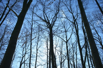 Schneelandschaft Gegenlicht 6