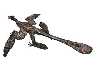 Microraptor
