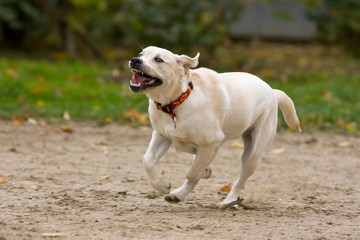 Labrador retriever puppy in outdoor settings