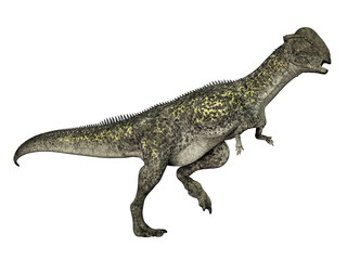 Stegoceras