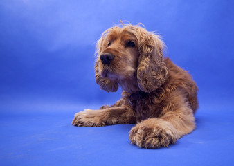 Cocker Spaniel #10