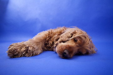 Cocker Spaniel #11