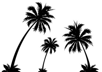 Fototapeta na wymiar palm tree isolated